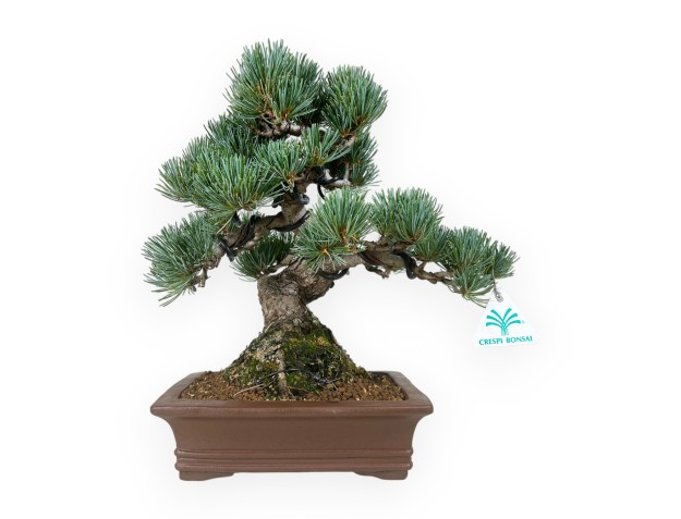 Pinus pentaphylla - Pine - 30 cm