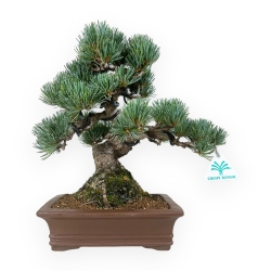 Pinus pentaphylla - Pino - 30 cm