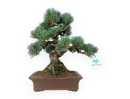 Pinus pentaphylla - Pin - 30 cm