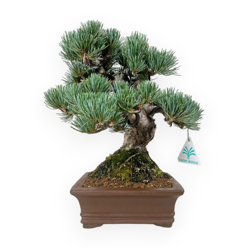 Pinus pentaphylla - Pino - 30 cm