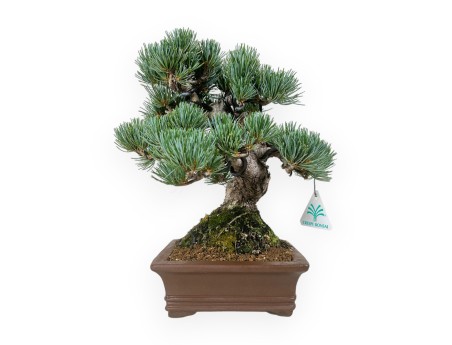 Pinus pentaphylla - Pine - 30 cm
