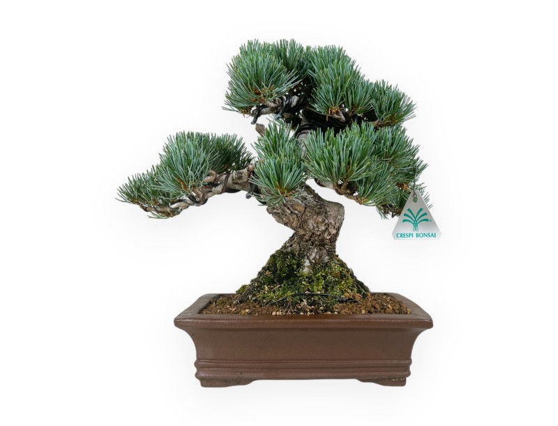 Pinus pentaphylla - Pine - 30 cm