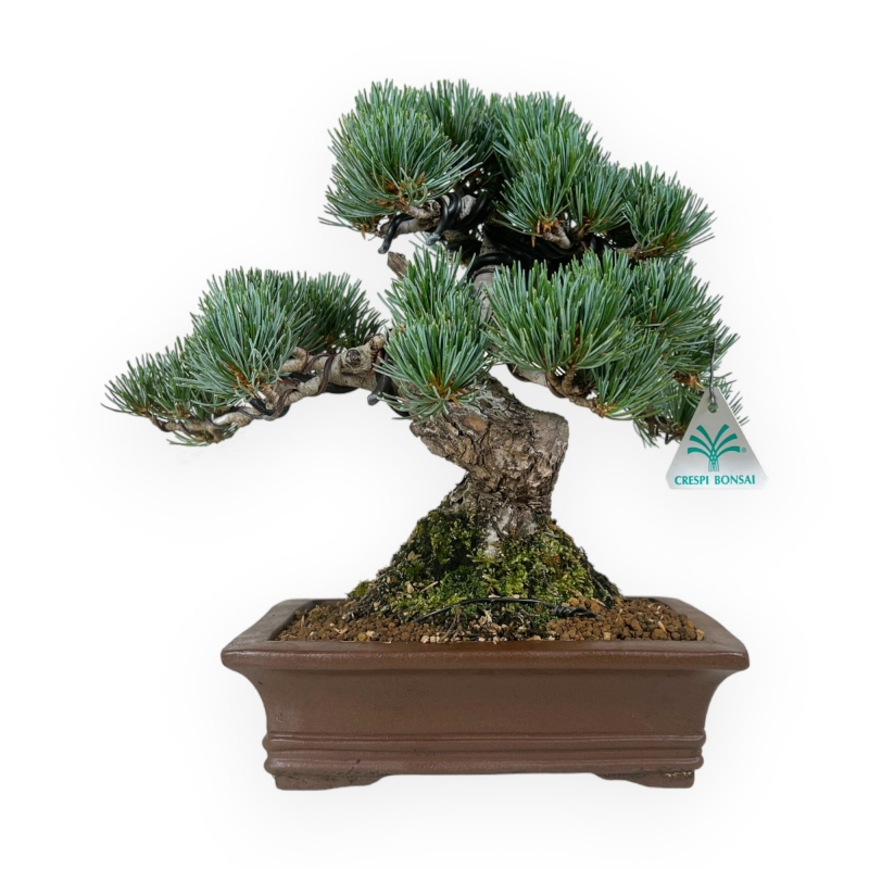 Pinus pentaphylla - Pino - 30 cm