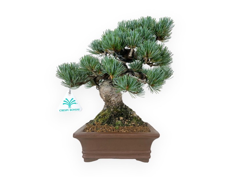 Pinus pentaphylla - Pine - 30 cm