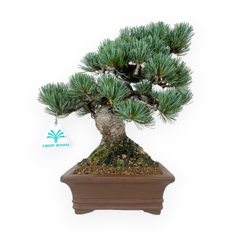 Pinus pentaphylla - Pino - 30 cm