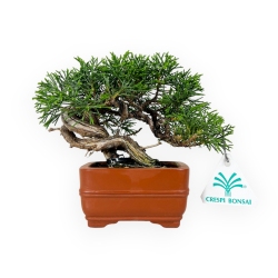 Juniperus chinensis - Genévrier - 15 cm