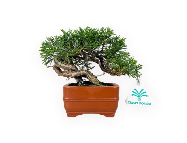 Juniperus chinensis - Jeneverbes - 15 cm