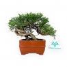 Juniperus chinensis - Wacholder - 15 cm