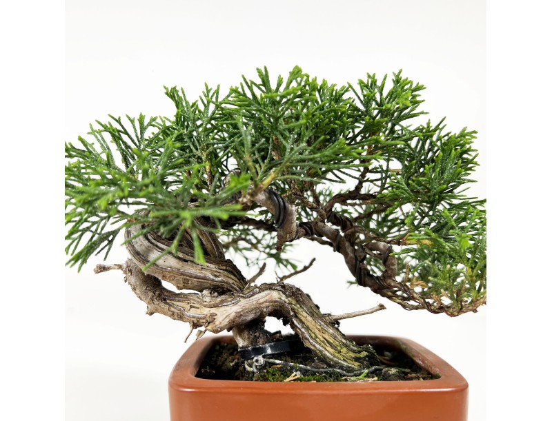 Juniperus chinensis - Enebro - 15 cm