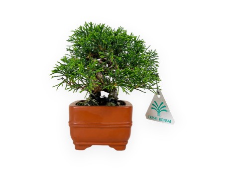 Juniperus chinensis - Ginepro - 15 cm