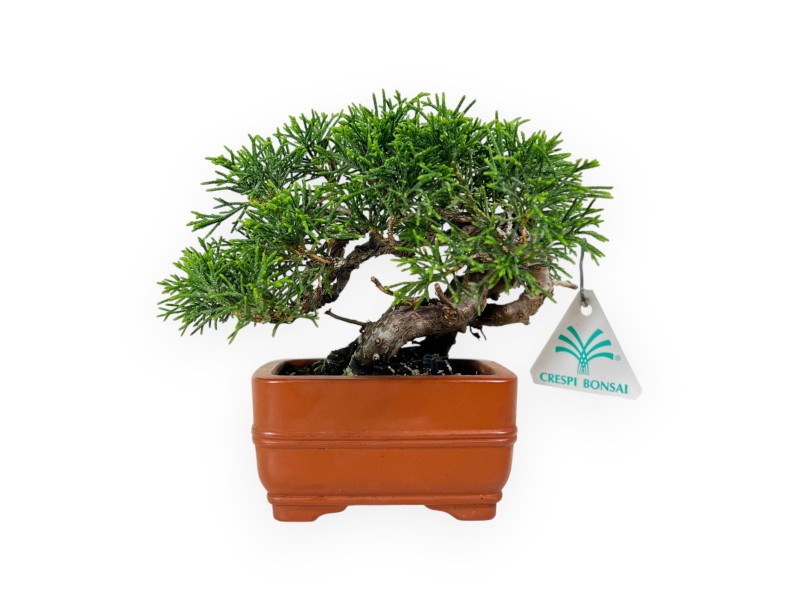 Juniperus chinensis - Genévrier - 15 cm
