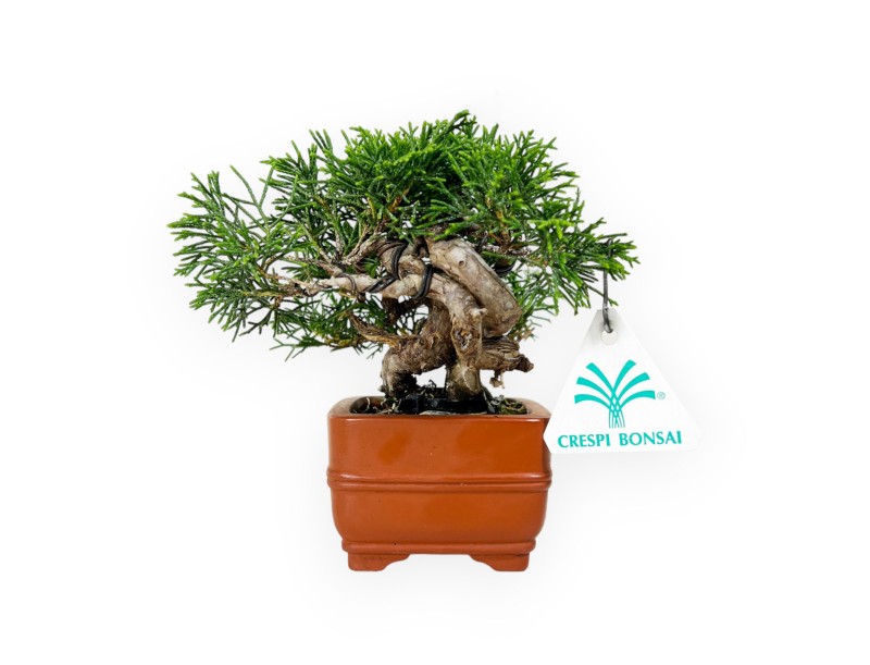 Juniperus chinensis - Jeneverbes - 15 cm