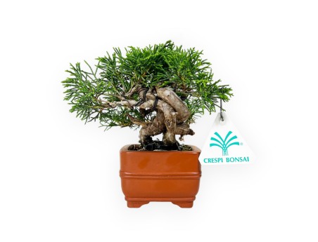 Juniperus chinensis - Ginepro - 15 cm