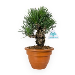 Pinus Thunbergii  Corticosa - Pine - 23 cm