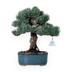 Pinus pentaphylla - Pine - 35 cm