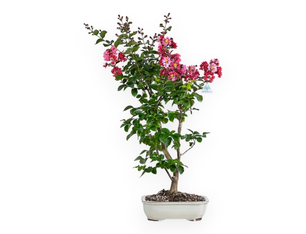 Crape myrtle - 83 cm