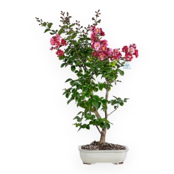 Lagerstroemia - 83 cm