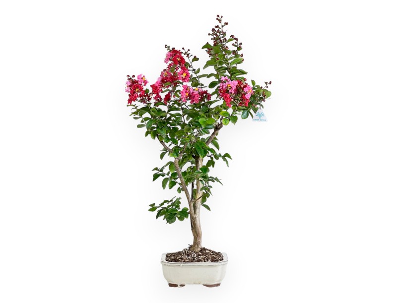 Crape myrtle - 83 cm