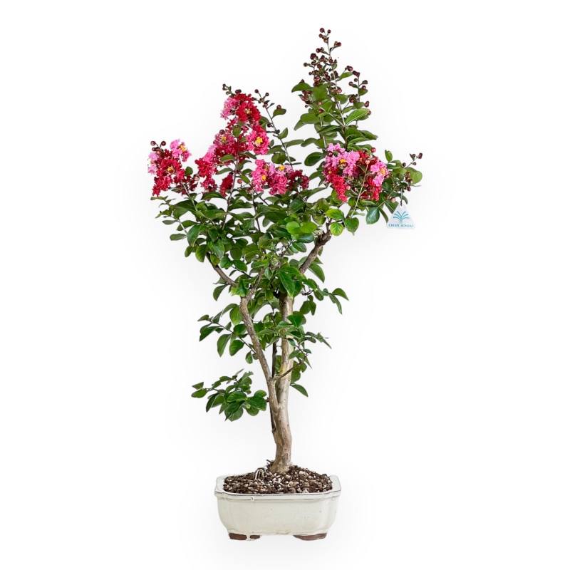 Lagerstroemia - 83 cm