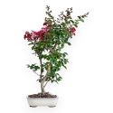 Lagerstroemia - 83 cm