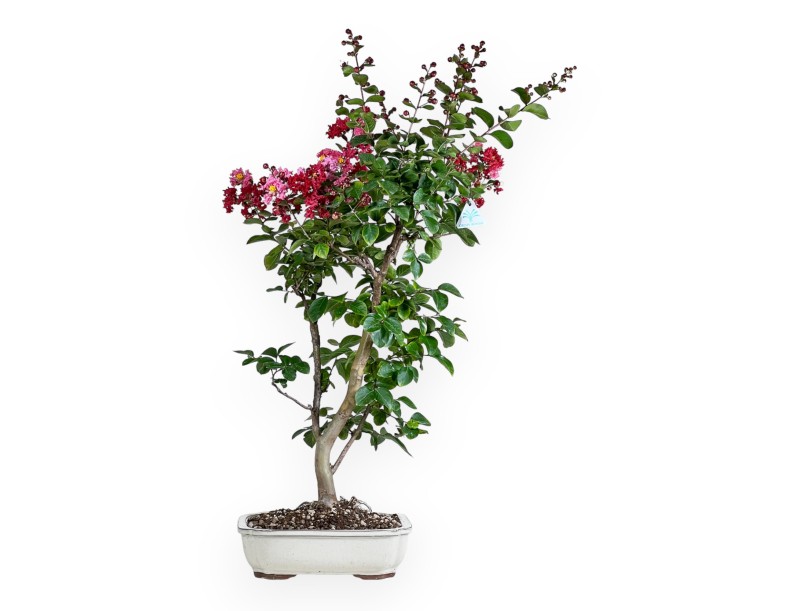 Crape myrtle - 83 cm