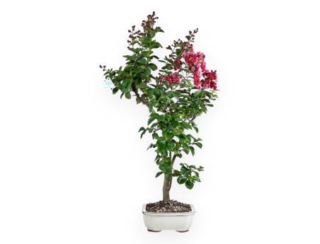 Crape myrtle - 83 cm