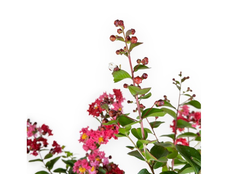 Crape myrtle - 83 cm