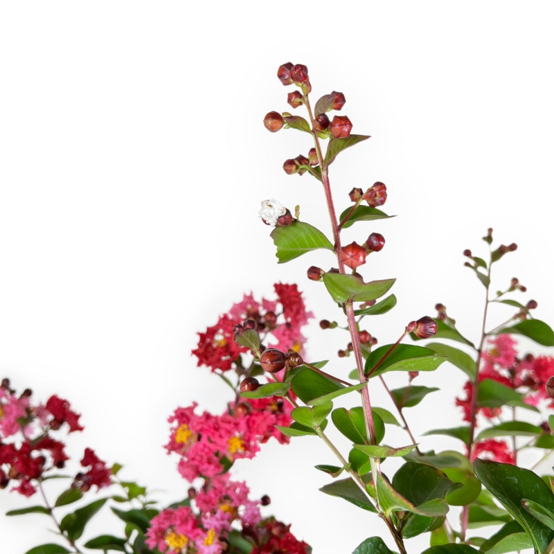 Lagerstroemia - 83 cm