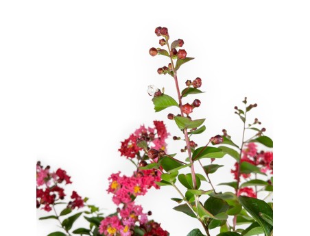 Crape myrtle - 83 cm
