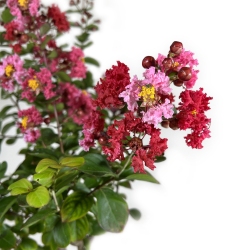 Lagerstroemia - 83 cm