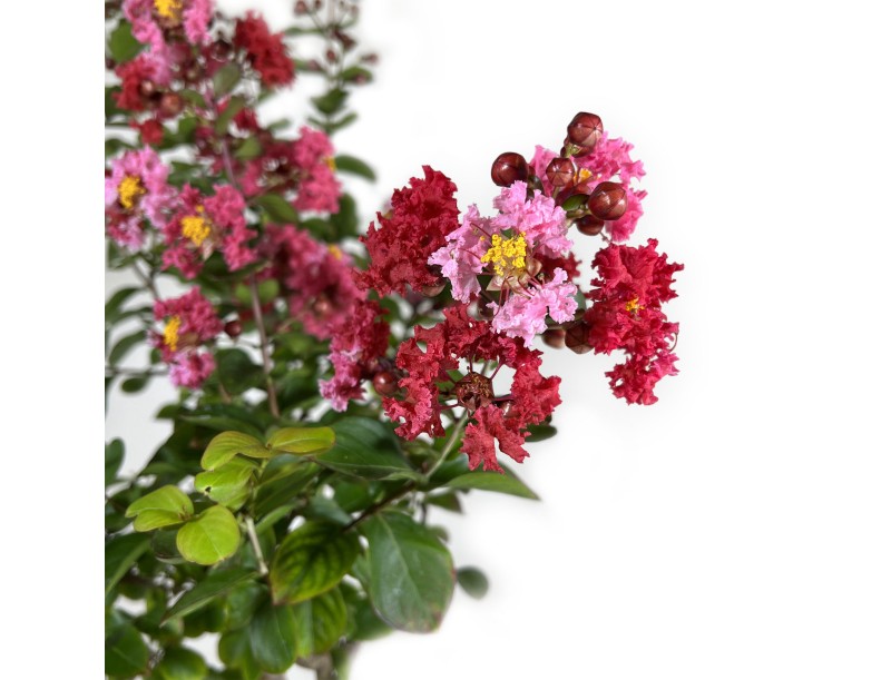 Crape myrtle - 83 cm