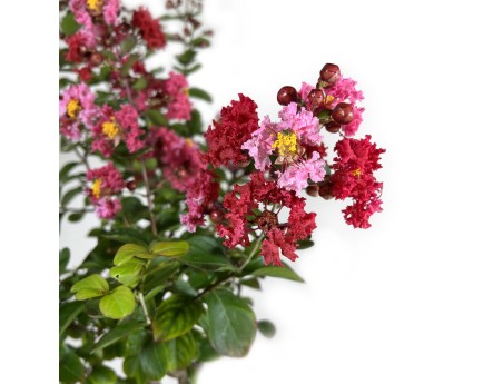 Crape myrtle - 83 cm