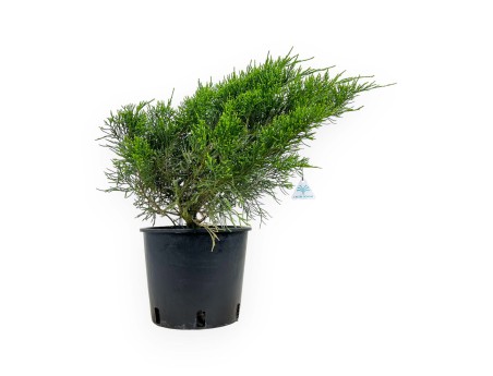 Juniperus chinensis - Ginepro - 44 cm
