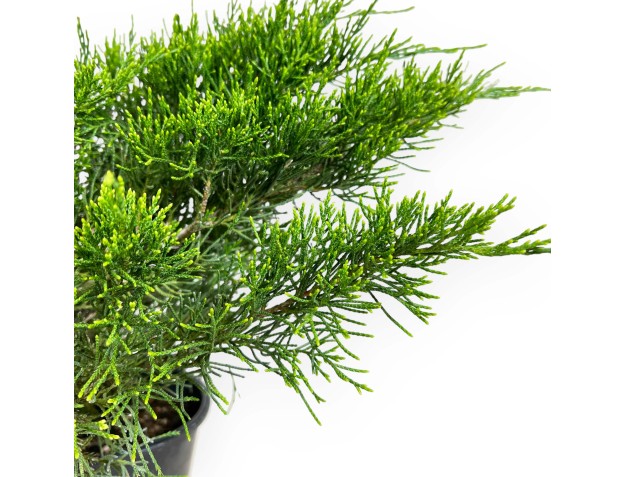 Juniperus chinensis - Genévrier- 44 cm 2
