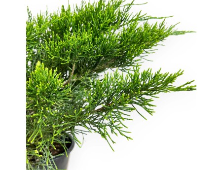 Juniperus chinensis - Genévrier- 44 cm