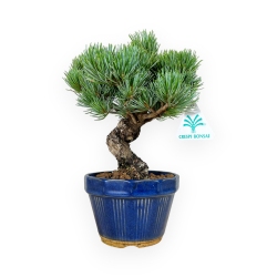 Pinus pentaphylla - Pino - 24 cm
