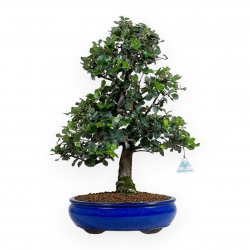 Quercus suber - Quercia - 52 cm