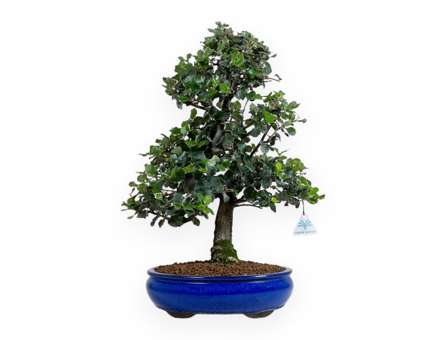 Quercus suber - Chêne-liège - 52 cm
