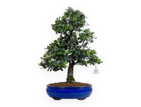 Quercus suber - Cork oak - 52 cm