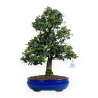 Quercus suber - 52 cm