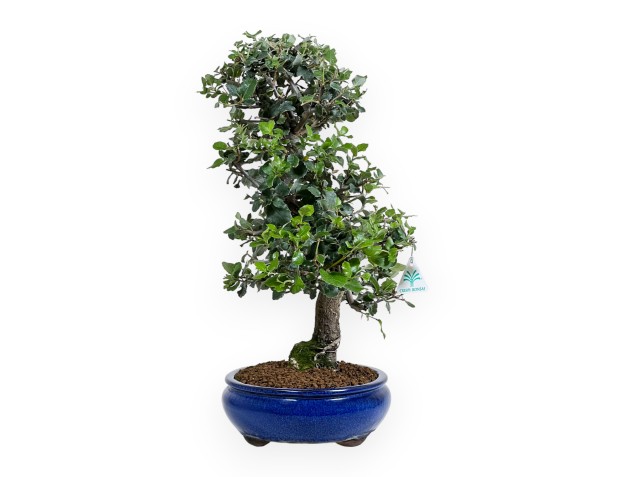 Quercus suber - Chêne-liège - 52 cm 2