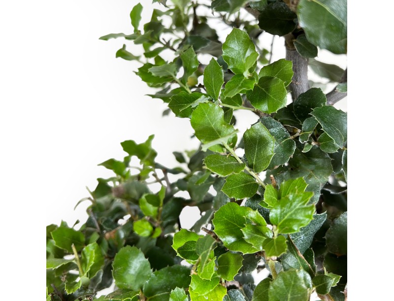 Quercus suber - Quercia - 52 cm