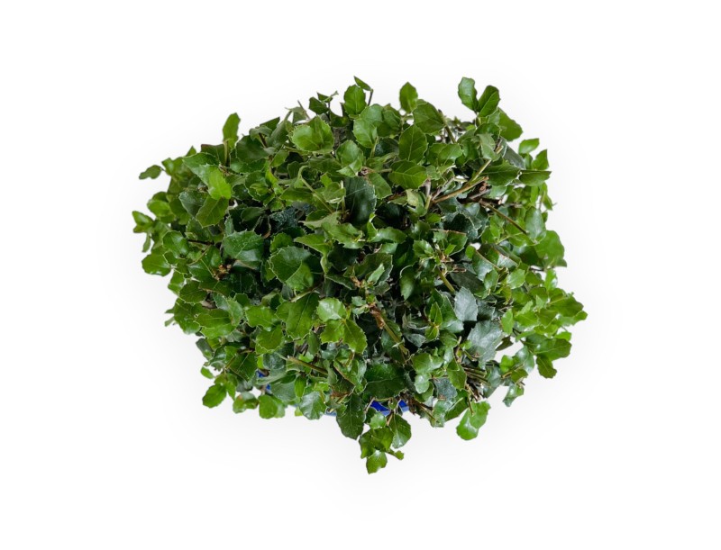 Quercus suber - Quercia - 52 cm