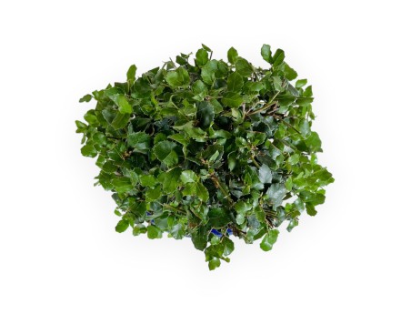 Quercus suber - Quercia - 52 cm