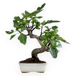 Ficus carica - Fico - 53 cm