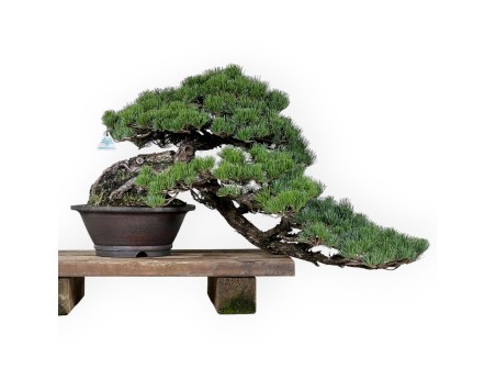 Pinus pentaphylla - Kiefer - 50 cm