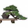 Pinus pentaphylla - Pino - 50 cm