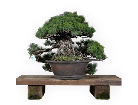 Pinus pentaphylla - Kiefer - 50 cm