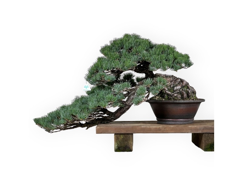 Pinus pentaphylla - Kiefer - 50 cm