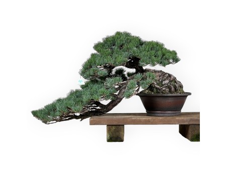 Pinus pentaphylla - Pin - 50 cm